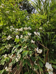 Rosa henryi