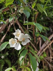 Rosa henryi