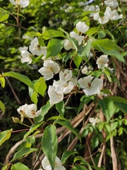 Rosa henryi