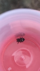 Titanoeca quadriguttata