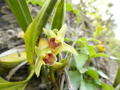 Maxillariinae