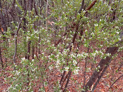 Spyridium spathulatum