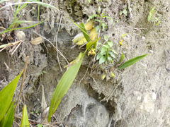 Maxillariinae