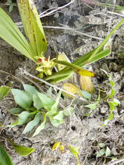 Maxillariinae