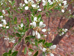 Spyridium spathulatum