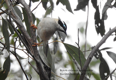 Melithreptus gularis