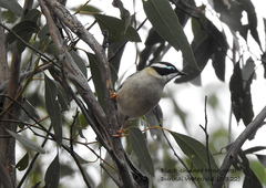 Melithreptus gularis