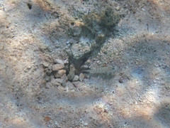 Ctenogobiops feroculus