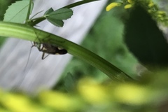 Closterotomus trivialis