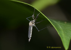 Armigeres subalbatus