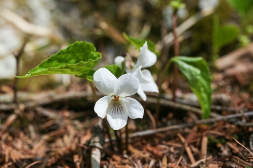 Viola yazawana iNat (1)