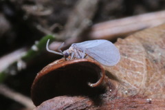 Coniopteryx