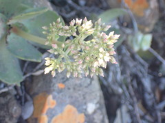 Crassula lactea