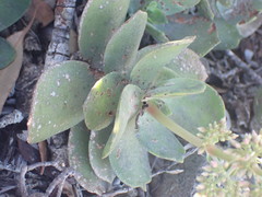Crassula lactea