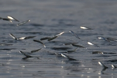 Spratelloides delicatulus