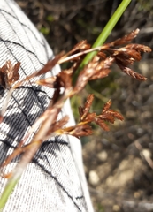 Thamnochortus fraternus