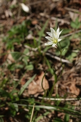 Gagea triflora