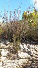 Thamnochortus fraternus