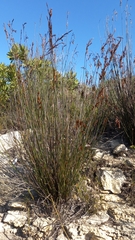 Thamnochortus fraternus