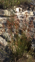 Thamnochortus fraternus