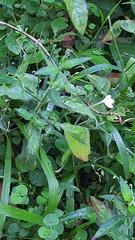 Rhinacanthus gracilis