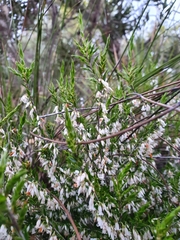 Styphelia conostephioides