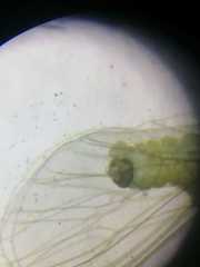 Coniopteryx