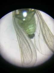 Coniopteryx