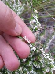 Styphelia conostephioides