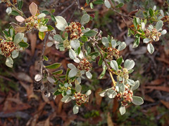 Spyridium spathulatum