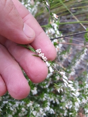 Styphelia conostephioides