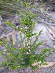 Styphelia conostephioides
