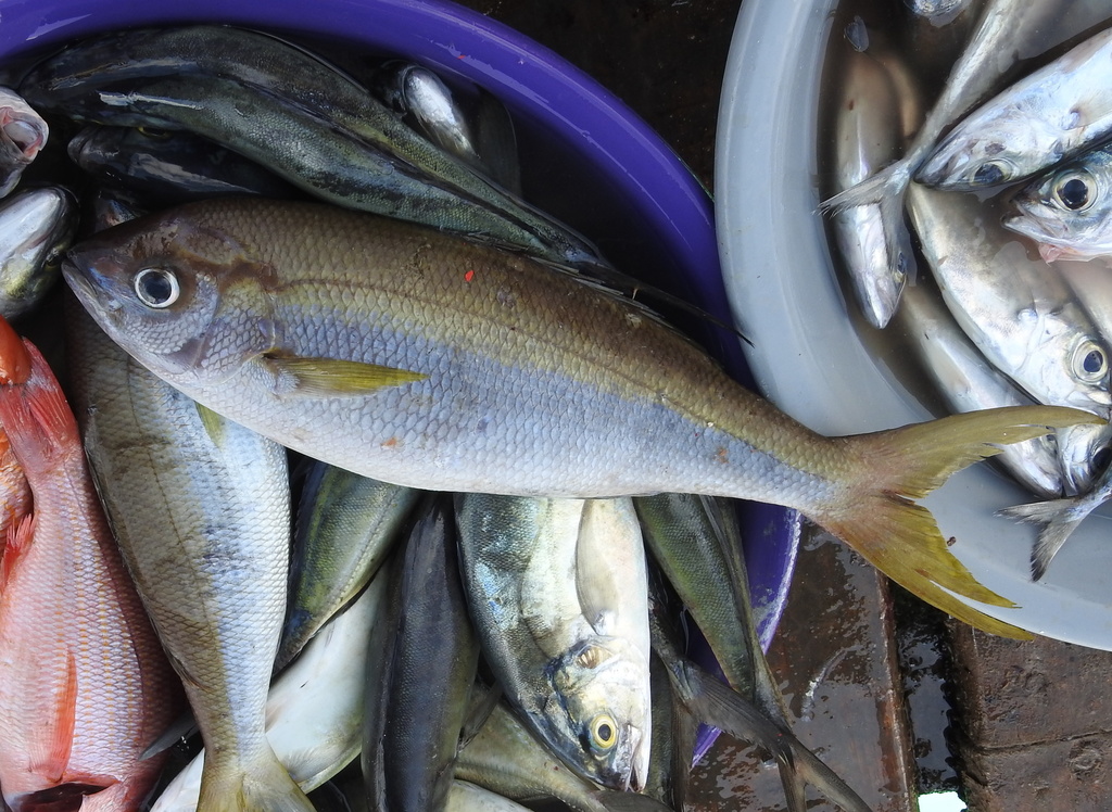 African Forktail Snapper