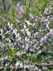 Styphelia conostephioides