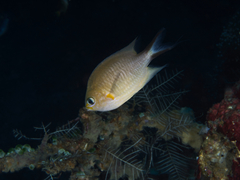 Pycnochromis amboinensis