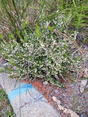 Styphelia conostephioides