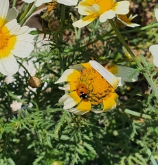 Coccinella septempunctata