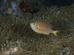 Pycnochromis atripes