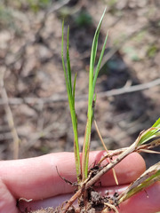 Carex elongata