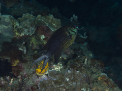 Chromis xanthura