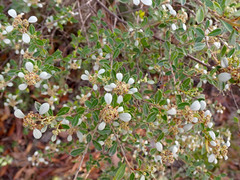 Spyridium spathulatum