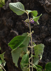 Callicarpa candicans