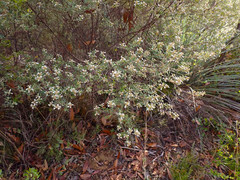 Spyridium spathulatum