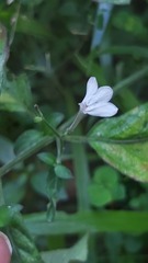 Rhinacanthus gracilis