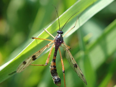 Ptychoptera contaminata