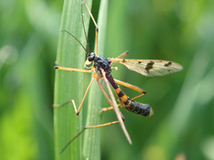 Ptychoptera contaminata