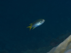 Neopomacentrus nemurus