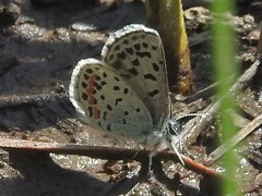 Euphilotes battoides