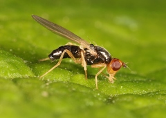 Chamaepsila