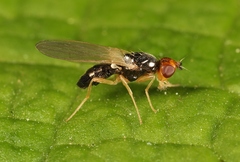 Chamaepsila
